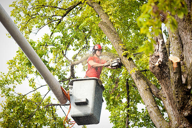 Best Local Tree Services  in Erlanger, KY